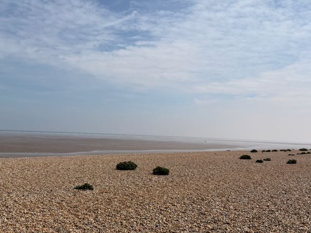 Greatstone shingle at low tide with small bushes and the sea pulled far out in the distance
